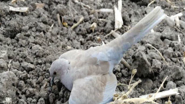 Oko stotinu ptica otrovano u predgrađu Vršca