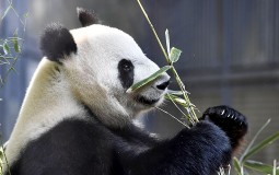 
					Okotila se panda u japanskom zoološkom vrtu 
					
									