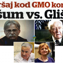 Okrsaj kod GMO korala - Rsum VS. Glisin