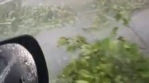 Oluja u Novom Sadu rušila stabla, bilo štete i na Egzitu (VIDEO)