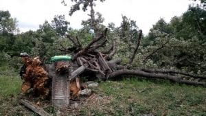 Oluja u nedelju iščupala stoletni hrast – zapis u Selačkoj