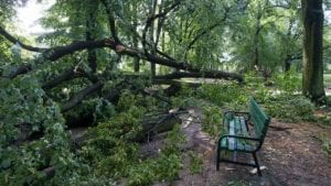 Olujni vetar ruši stabla u Novom Sadu, nema povređenih