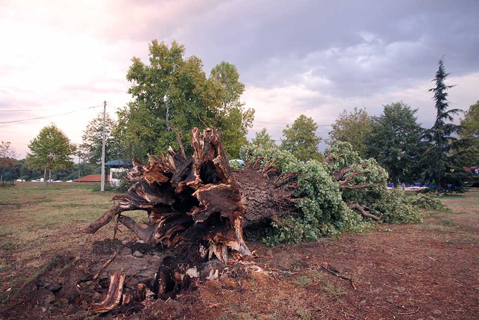 Olujni vetar ruši stabla u Novom Sadu