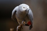 On je najbrbljiviji papagaj na svetu i može da nauči čak 1.000 reči