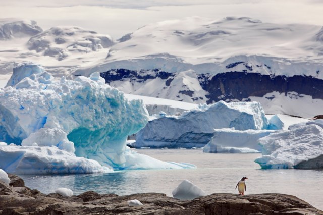 Oni su prve žrtve topljenja leda na Antarktiku