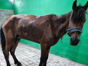 Oporavak konja ostavljenog na vrućini biće dug, potreban novac za lečenje