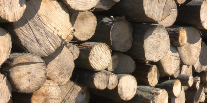 Oprezno kod seče drva