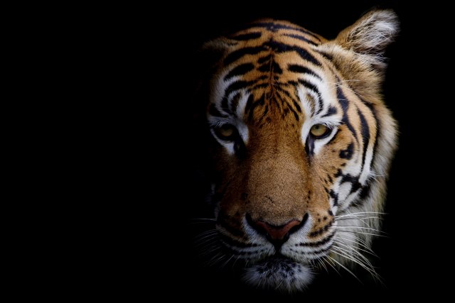 Opsesija: Ubijena tigrica namamljena parfemom Kelvin Klajn
