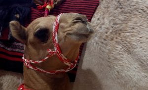 Opština Lebane kupuje dve kamile