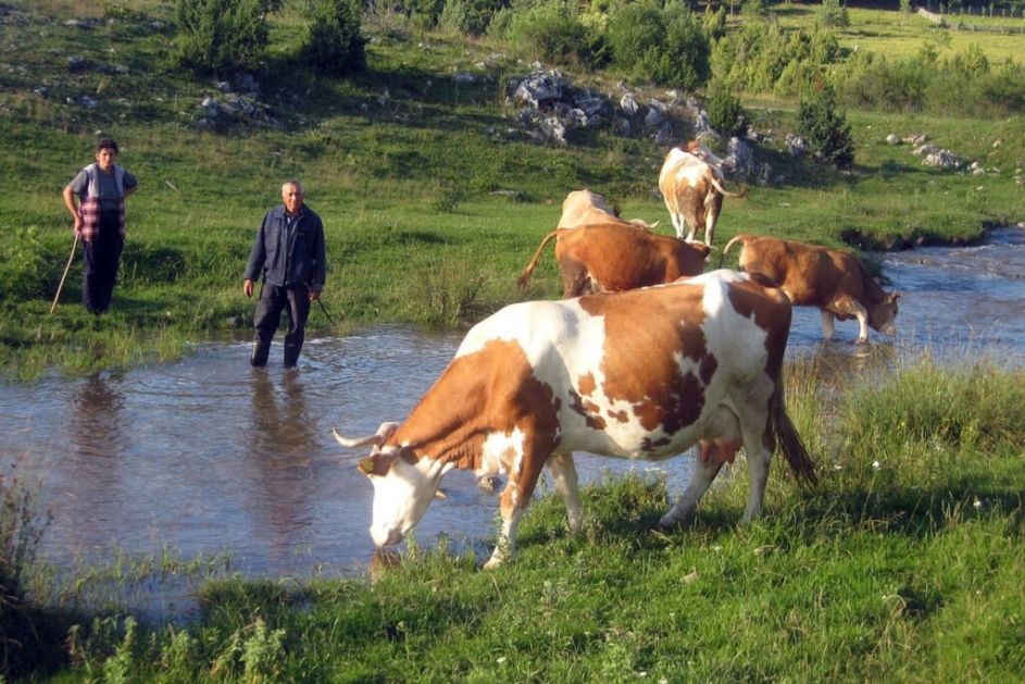 Opština Nova Varoš subvencioniše veštačko osemenjavanje krava