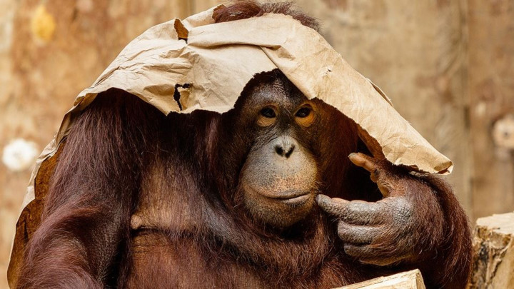 Organizovana proslava 50. rođendana ženke orangutana Nenet u Parizu (FOTO+VIDEO)