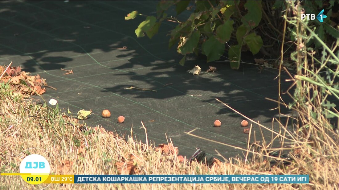 Organski lešnik na Pejićevim salašima