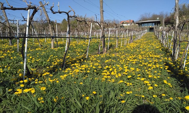 Organsko vino – budućnost proizvodnje u Srbiji
