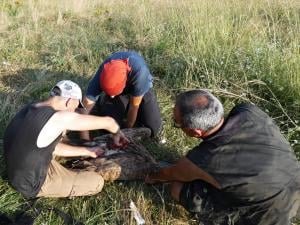 Ornitolozi prstenovali beloglave supove u Bugarskoj, cilj je da se vrate na Staru planinu