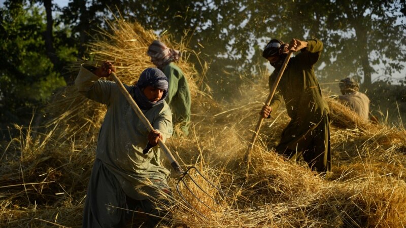 Osiromašenim poljoprivrednicima talibani nameću dobrotvorne poreze