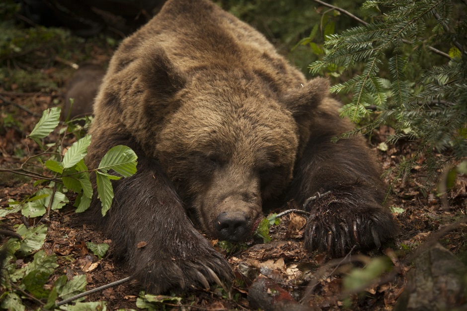 Srbobran: Oslobođeni mučeni medvedi (FOTO) 