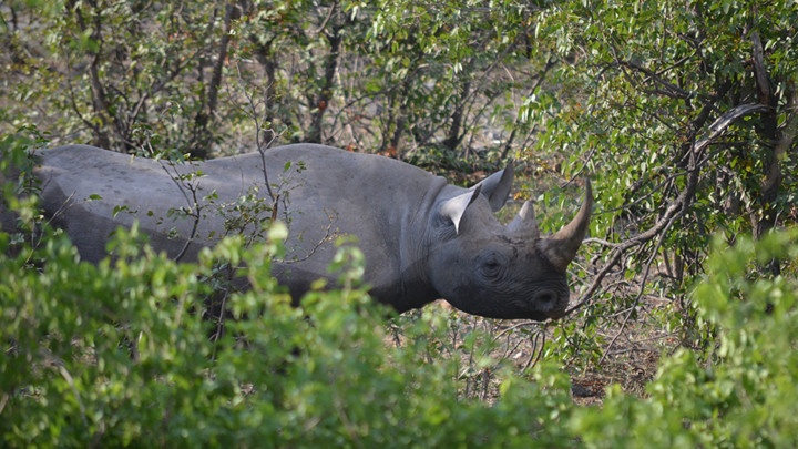 Ostajemo bez još jedne vrste: Uginuo poslednji mužjak sumatranskog nosoroga u Maleziji