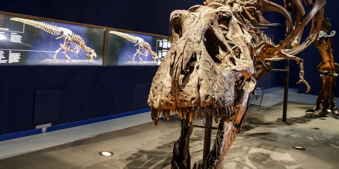 Otkriven dinosaurus s vilicom koja liči na prevrnutu galiju
