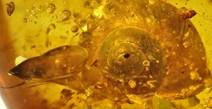 Otkriven puž star 99 miliona godina