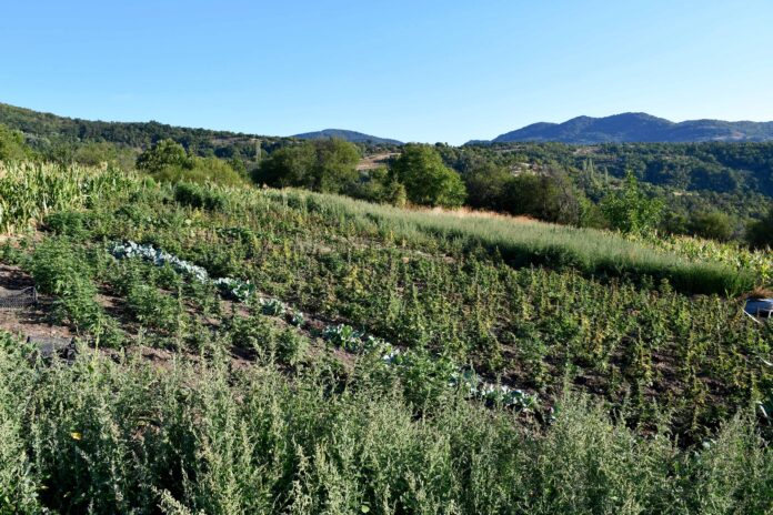 Otkriven zasad sa 910 biljaka marihuane kod Vranja