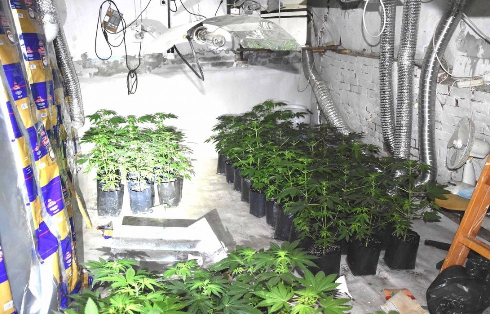 Otkrivena laboratorija marihuane kod Nove Crnje, uhapšena dvojica
