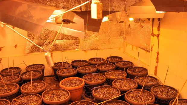 Otkrivena laboratorija za proizvodnju marihuane u Novom Sadu