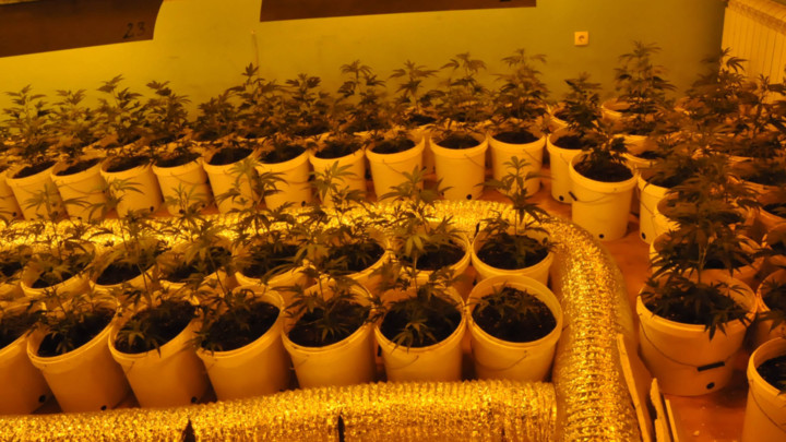 Otkrivena laboratorija za uzgoj marihuane - Uhapšena jedna osoba