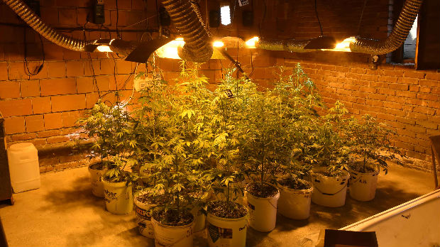 Otkrivena laboratorija za uzgoj marihuane u Nišu, uhapšene dve osobe