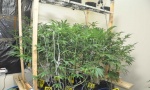 Otkrivena laboratorija za uzgoj marihuane u Smederevu (FOTO)