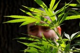 Otkrivena plantaža marihuane u Trebinju