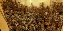 Otkrivene laboratorije marihuane u Subotici i Somboru