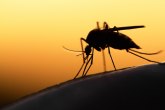 Otkriveno koja krvna grupa posebno privlači komarce uz još nekoliko faktora