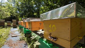 Otvoren prvi azil za pčele u Beogradu