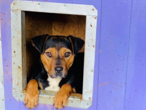 Otvoreni dan u niškom prihvatilištu za pse - prilika za udomljavanje
