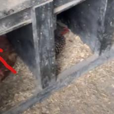 Otvorio je vrata kokošinjca - kada je video ko se USELIO, nije želeo da veruje svojim očima! (VIDEO)