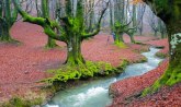 Otzareta je jedna od najlepših šuma na svetu