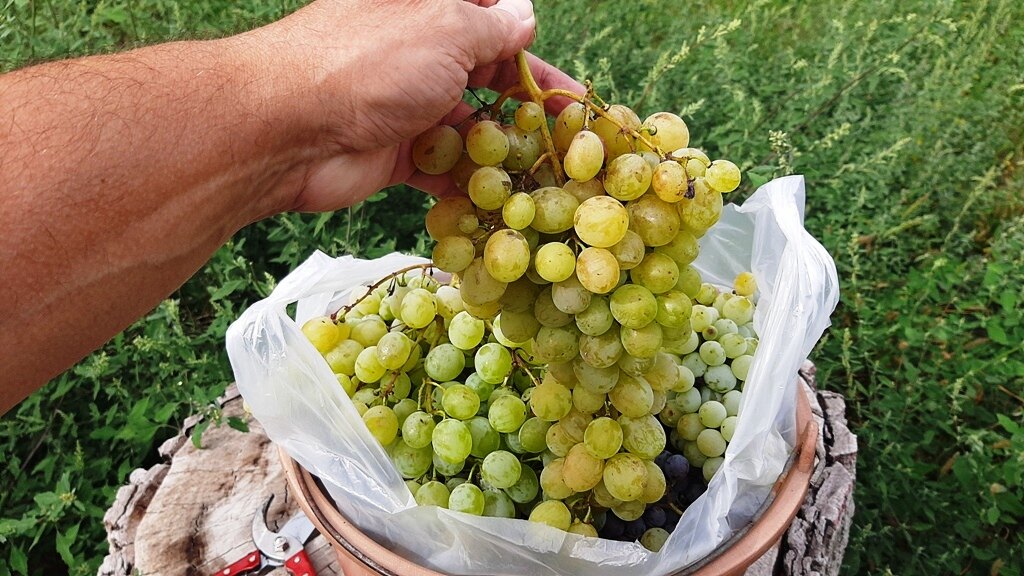 Ova godina obećava bolju berbu grožđa nego prethodna