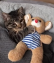 Ova maca ne može da zaspi bez svoje plišane igračke VIDEO