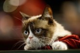 Ova mačka je bila namrštena više od najpoznatije ljutite mačke interneta FOTO