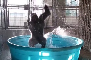 Ova razigrana gorila će vam sigurno ulepšati dan (VIDEO)