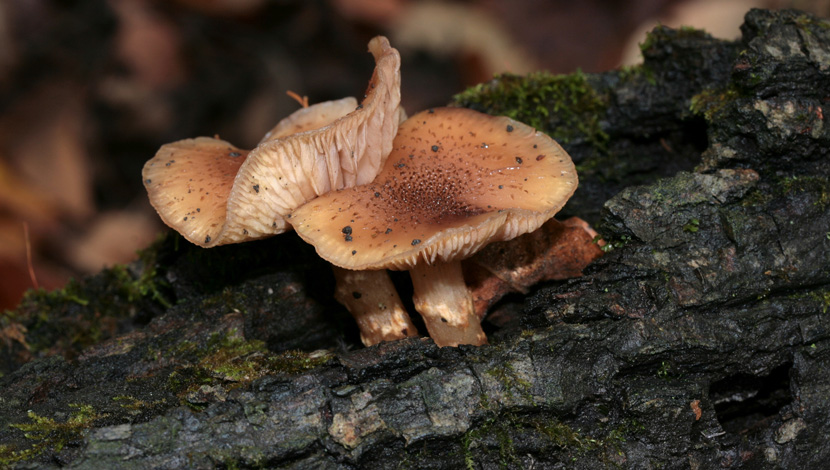 Ovaj gljiva je neverovatno rasprostranjena: A tek da vidite čime se HRANI! (FOTO)