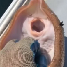 Ovaj lik je odlučio da golica NAJOTROVNIJU ribu na svetu - pogledajte koliko je to PAMETNO! (VIDEO)