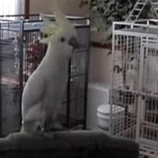 Ovaj papagaj obožava da peva i pleše: Evo zbog čega naučnici smatraju da ima OSOBINE LJUDI! (VIDEO)