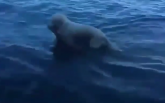 Ovaj pas je heroj: Uskočio u vodu i spasao lane VIDEO
