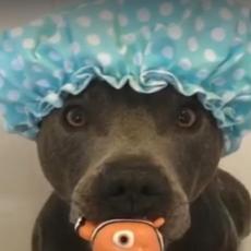 Ovaj pas obožava da se TUŠIRA: Prizor za pamćenje! (VIDEO)