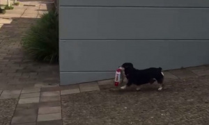 Ovaj pas vrlo dobro zna gde treba da ode kada je gladan! (VIDEO)