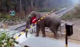 Ovaj snimak dokazuje da su slonovi zaista najinteligentnije životinje