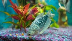 Ove akvarijumske ribice ne vole samoću