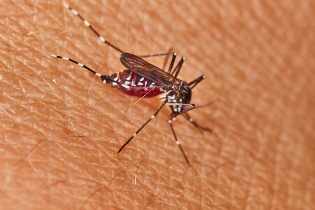 Ove četiri grupe ljudi najviše privlače komarce
