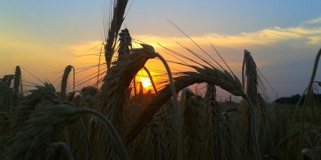 Ove godine moguć rekordan rod pšenice